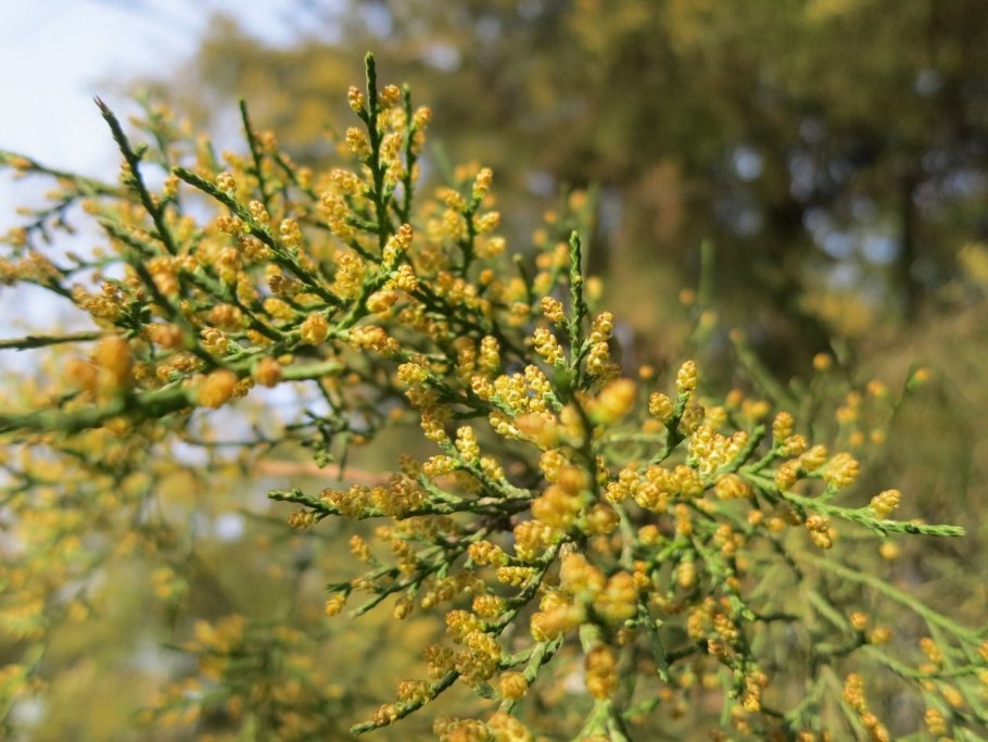 Можжевельник обыкновенный цветение