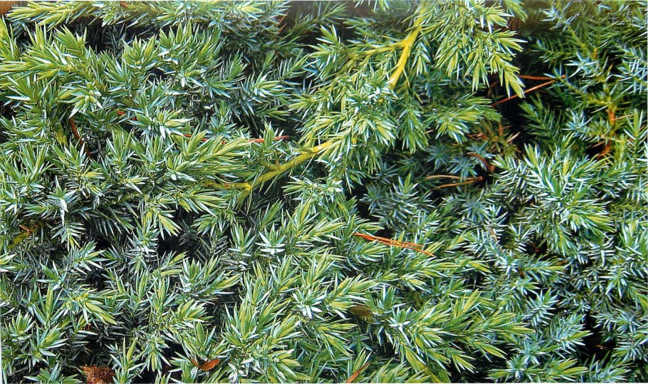 Можжевельник блу карпет