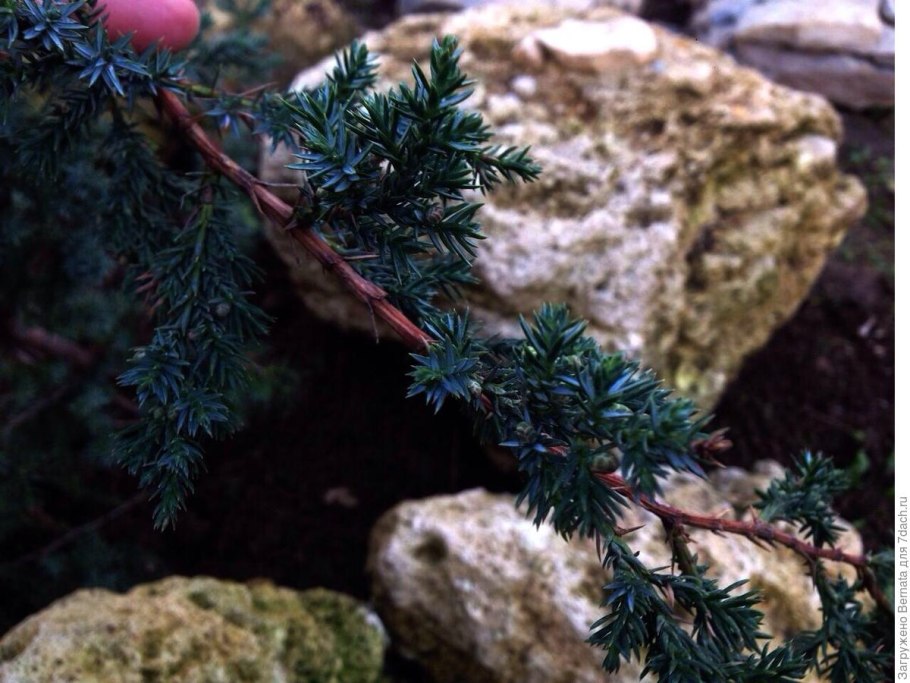 Можжевельник виргинский грей оул