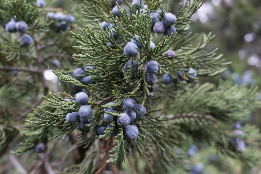 Можжевельник высокий juniperus excelsa
