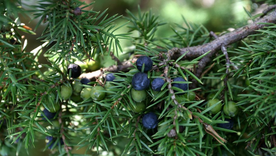 Можжевельник обыкновенный