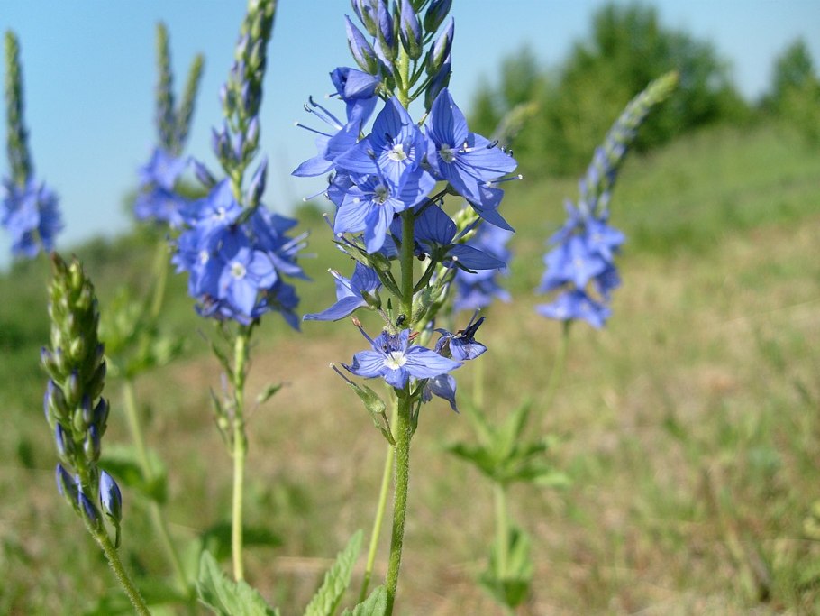 Вероника широколистная голубая