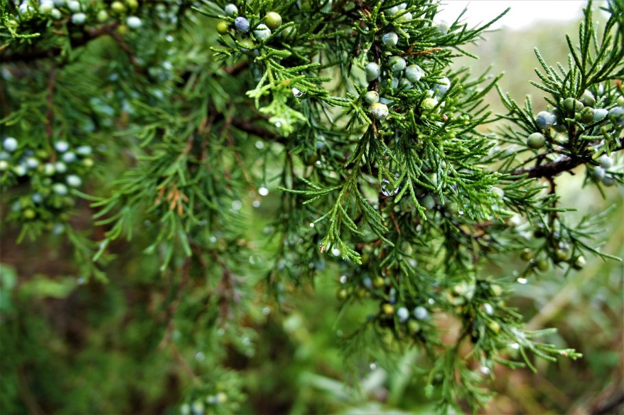 Можжевельник обыкновенный компресса compressa