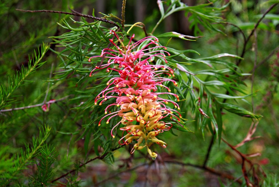 Australian native plants