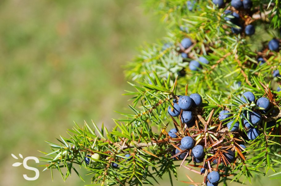 Можжевельник сибирский