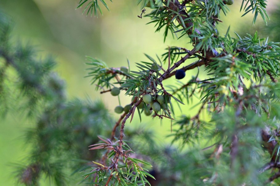 Можжевельник обыкновенный верес