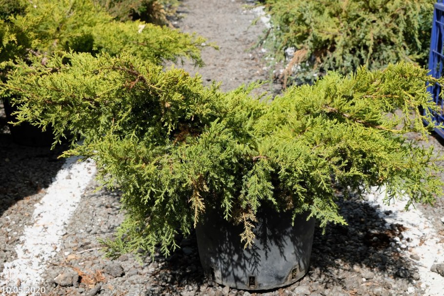 Можжевельник обыкновенный