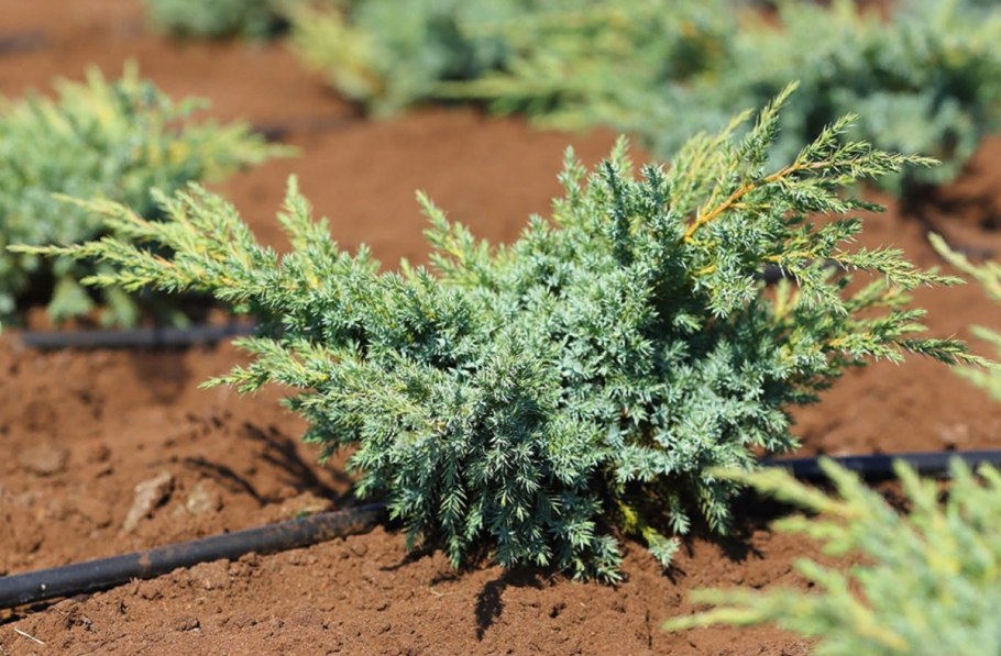 Можжевельник блю свид