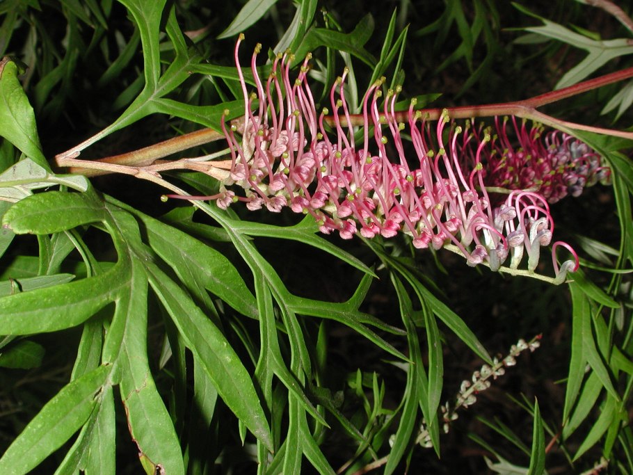 Grevillea crithmifolia