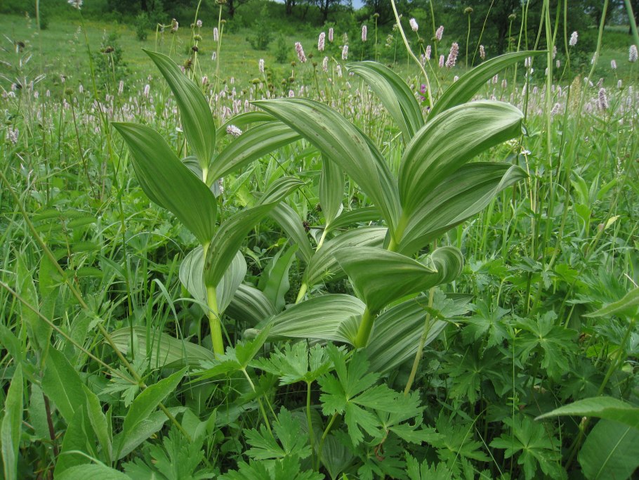 Чемерица (Veratrum)