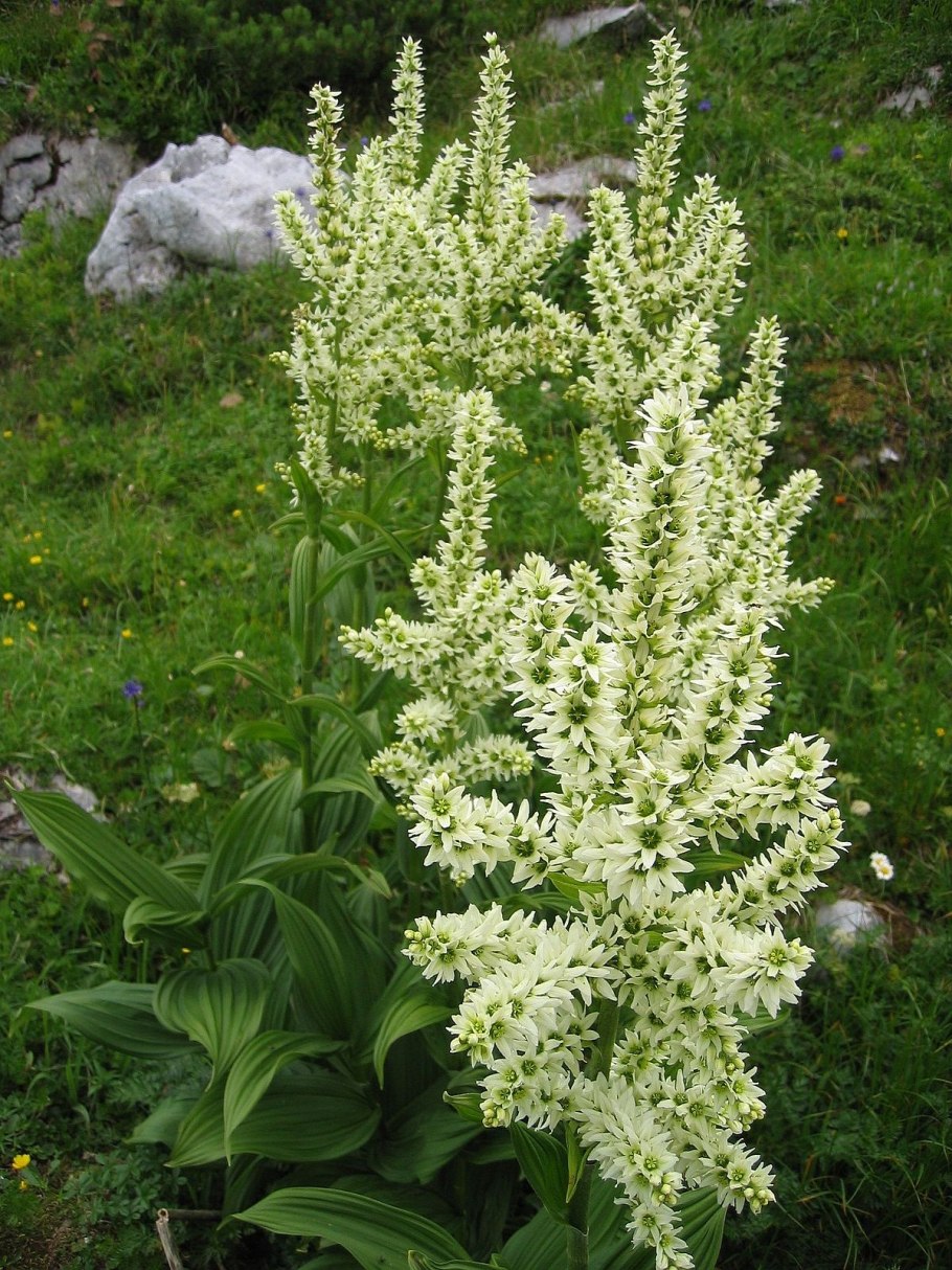 Чемерица Даурская