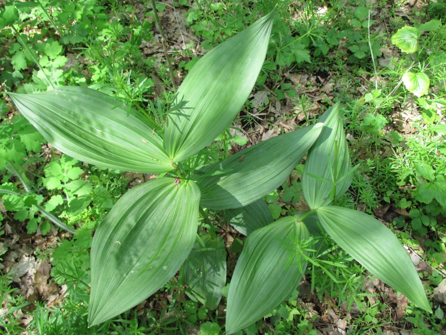 Чемерица lobelianum (Лобеля)