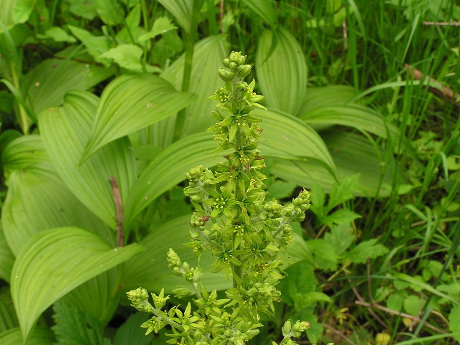 Чемерица Лобеля Veratrum lobelianum