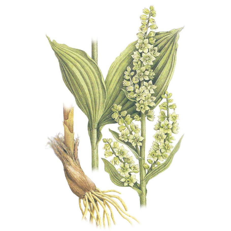 Чемерица Маака — Veratrum maackii Regel-