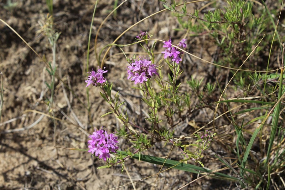 Чабрец меловой