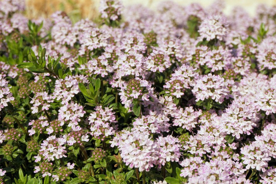 Тимьян обыкновенный thymus vulgaris
