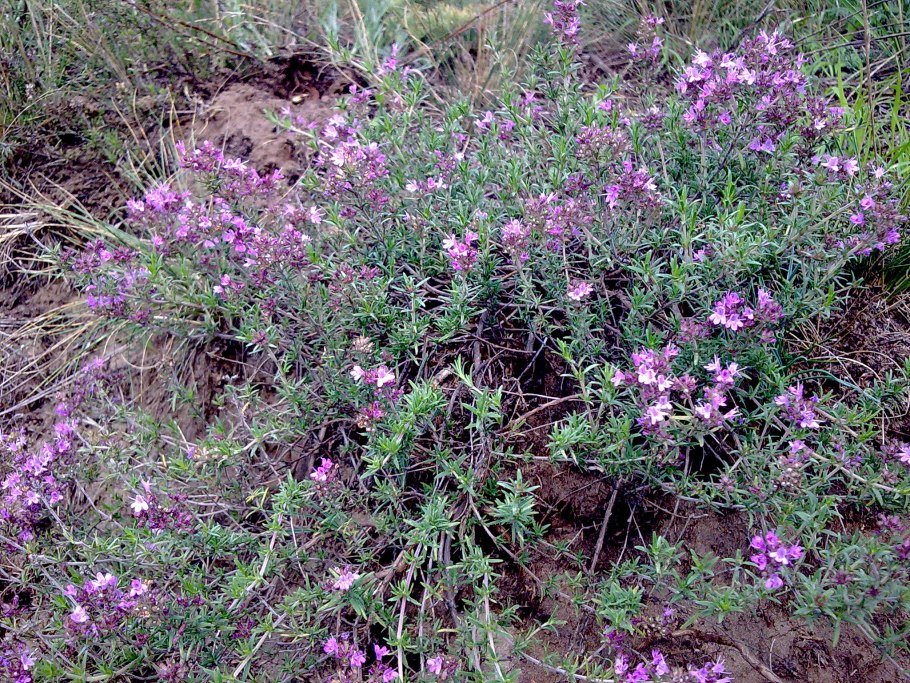 Тимьян ползучий (thymus serpyllum 'magic carpet')