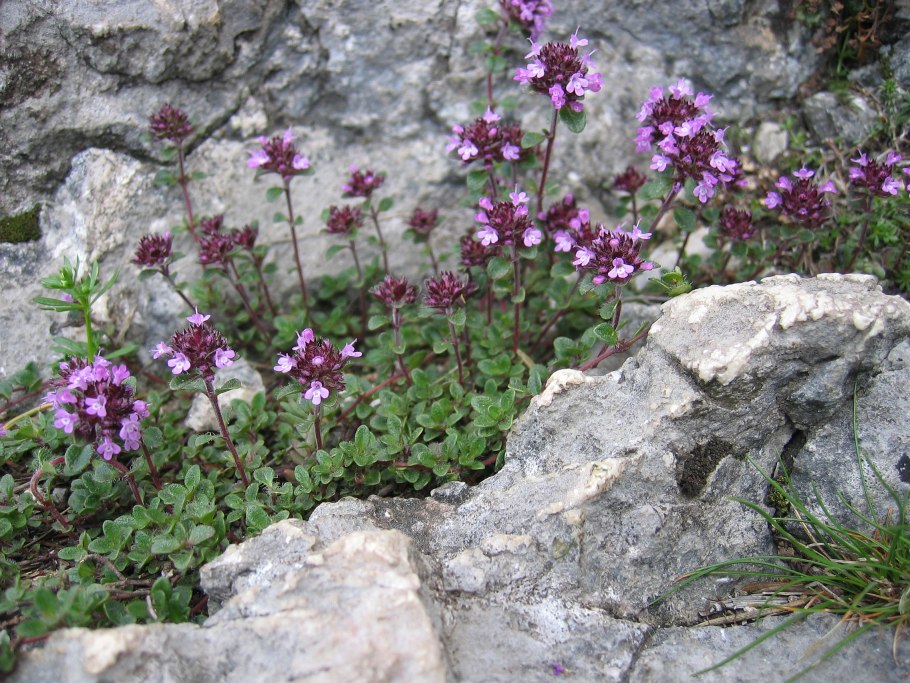 Thymus pulegioides