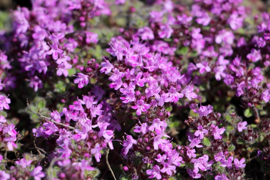 Тимьян ползучий thymus serpyllum