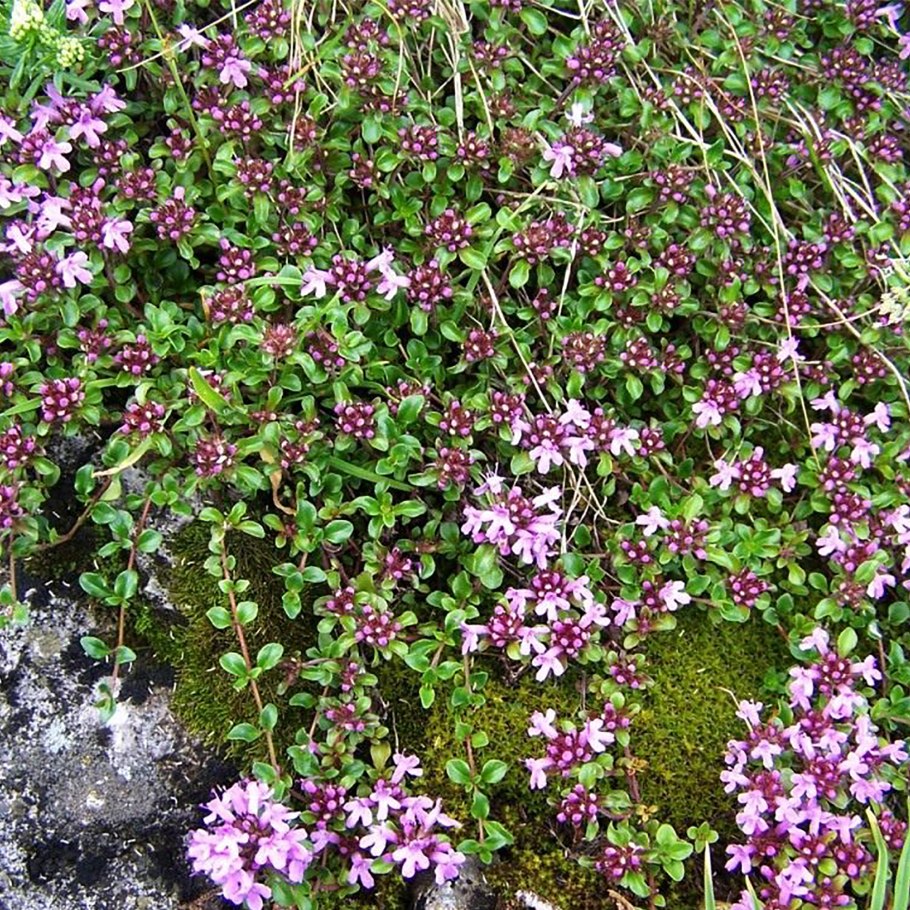 Тимьян ползучий coccineus