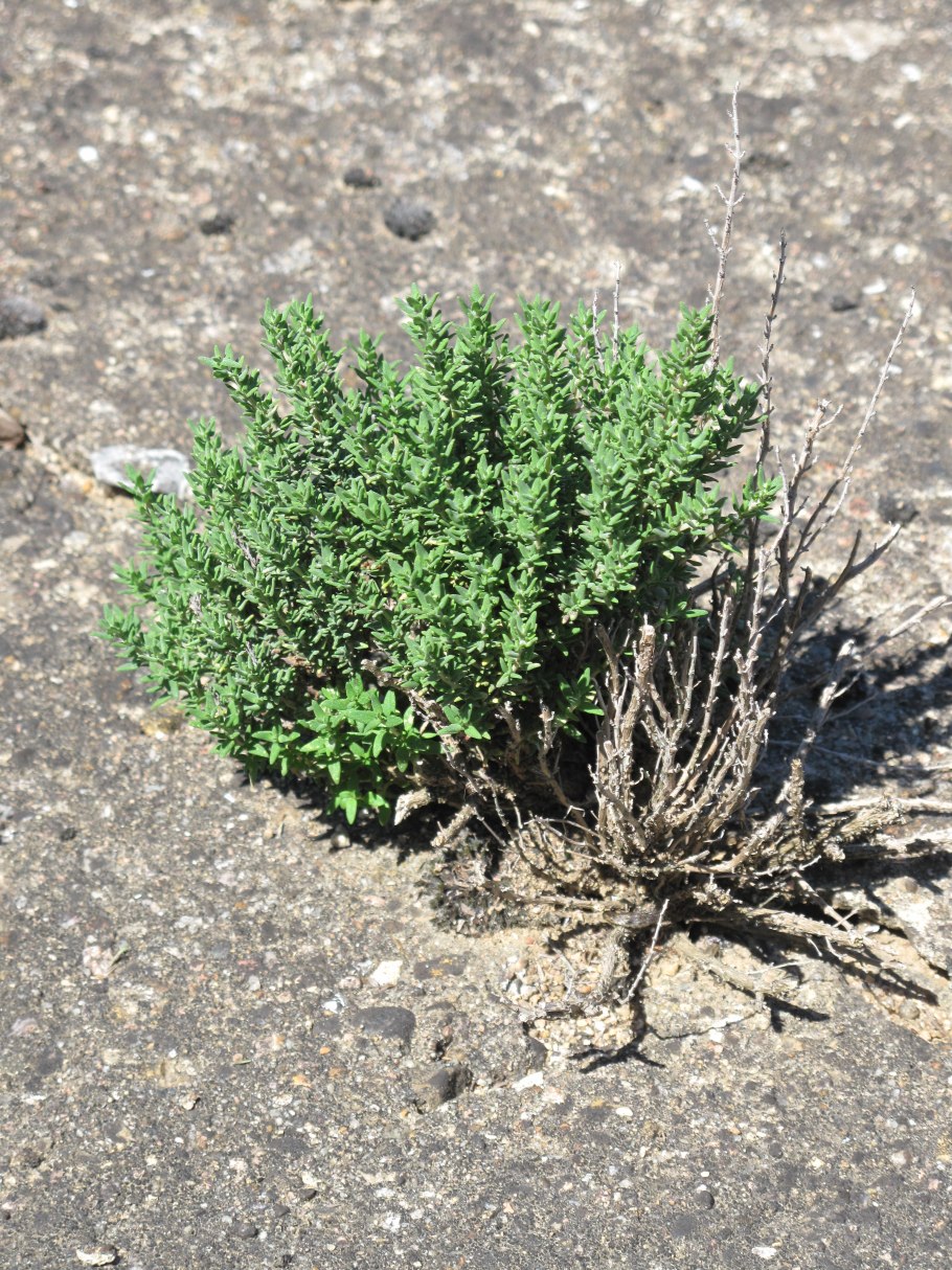 Блащьница или Богородская трава