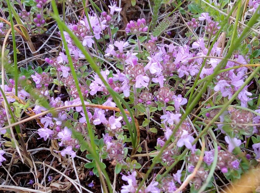 Чабрец крымский