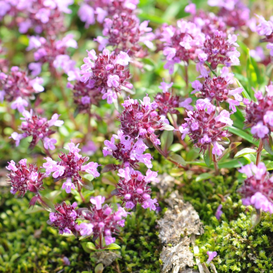 Чабрец сибирский