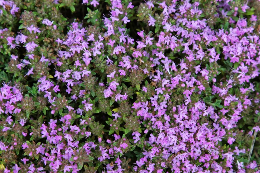 Тимьян thymus vulgaris