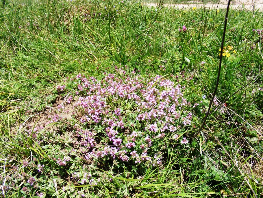 Wild thyme