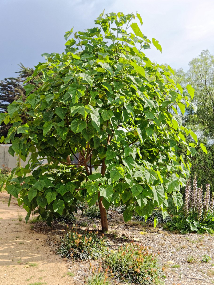 Павловния элонгата