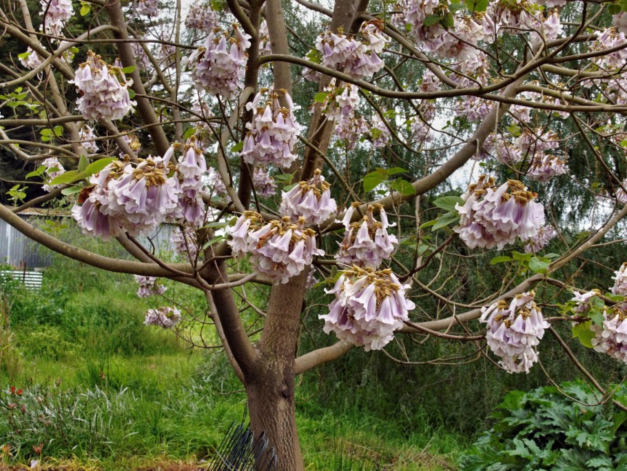 Павловния дерево