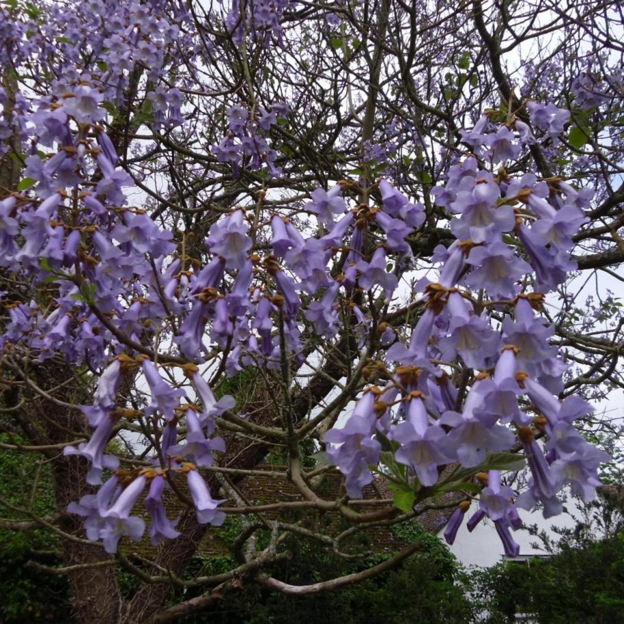 Императорское дерево Павловния
