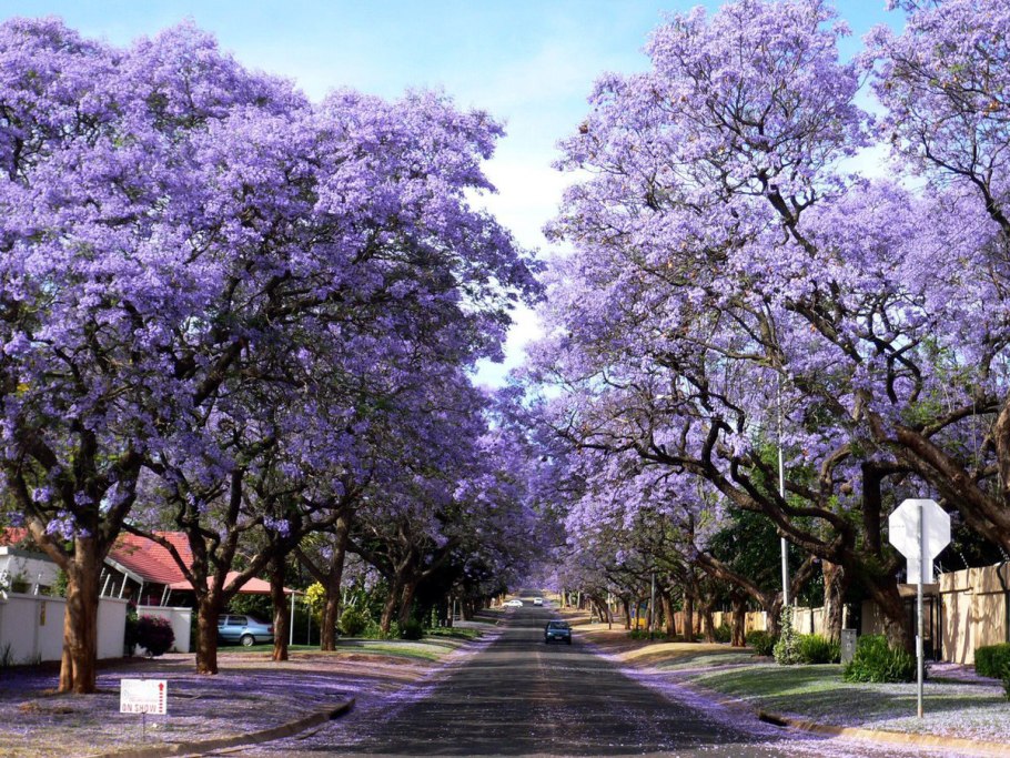 Павловния томентоза