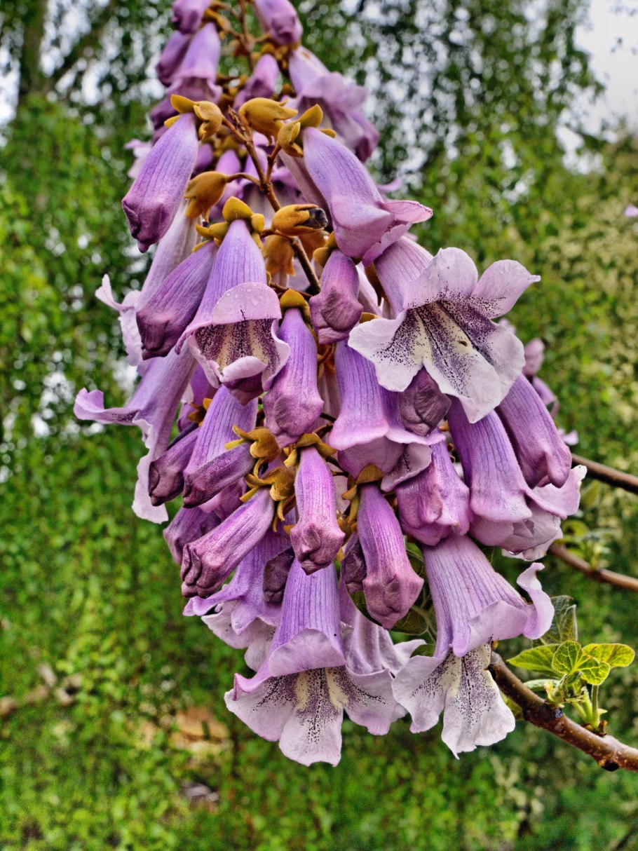 Павловния войлочная дерево