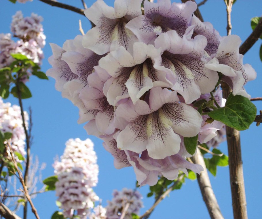 Дерево павлония войлочная