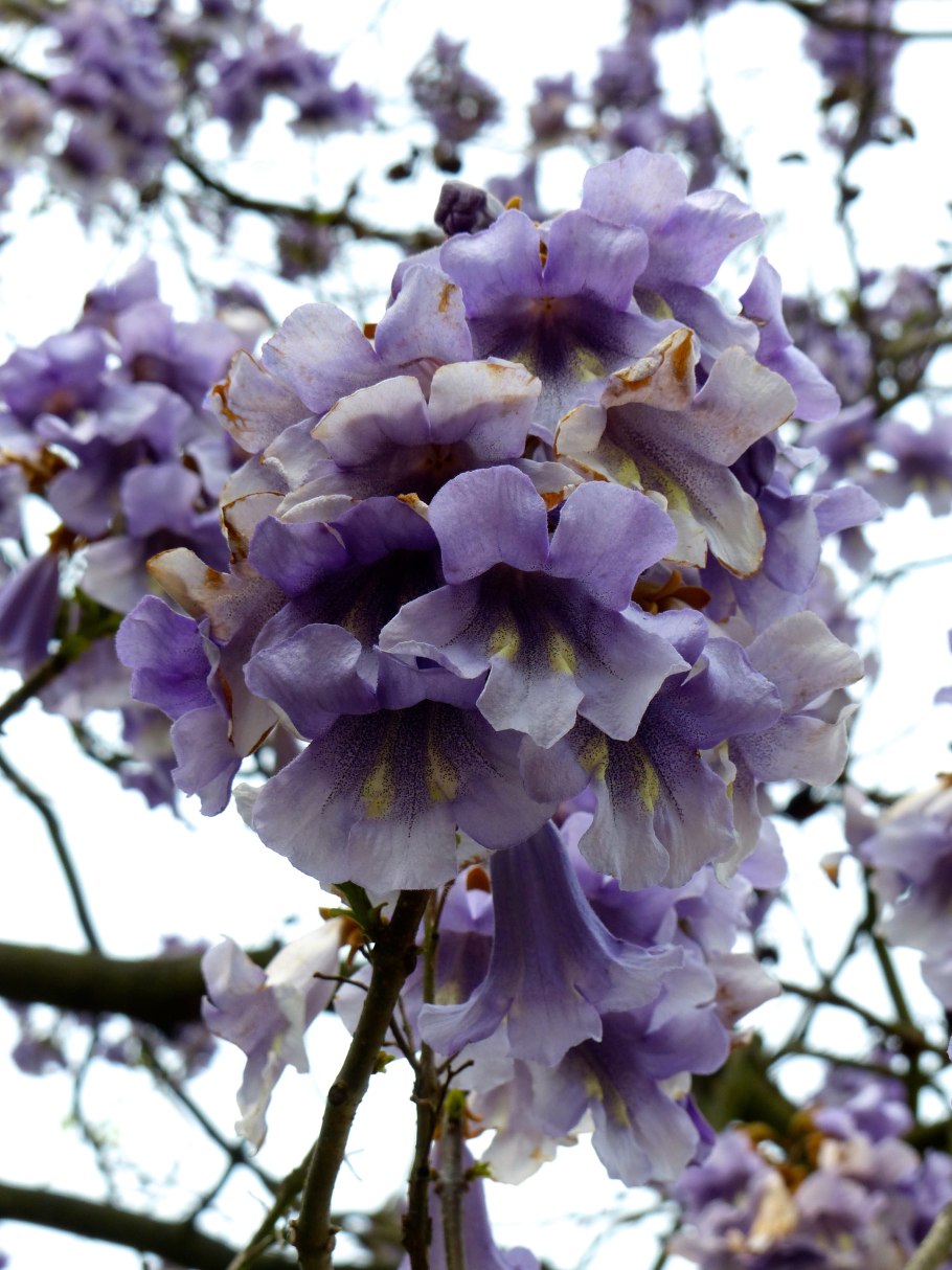 Императорское дерево Павловния