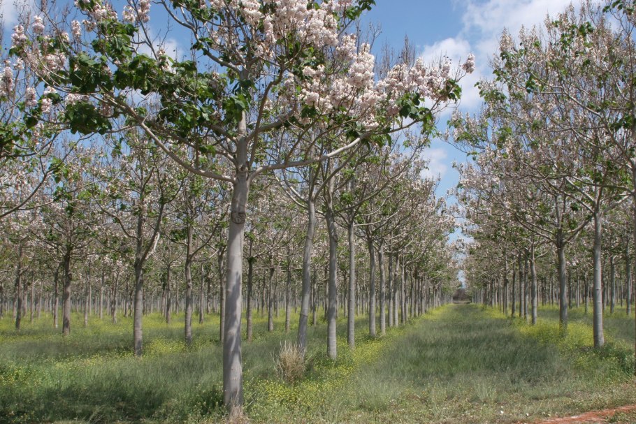 Быстрорастущее дерево павловния
