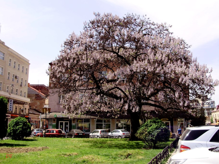 Павловния Катальполистная