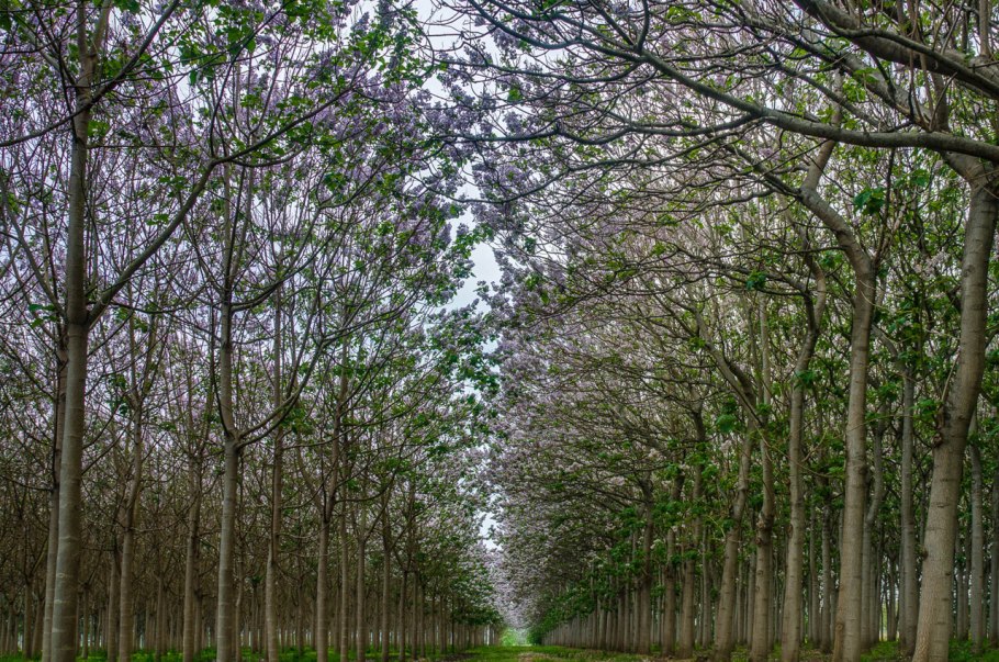 Самое быстрорастущее дерево павловния