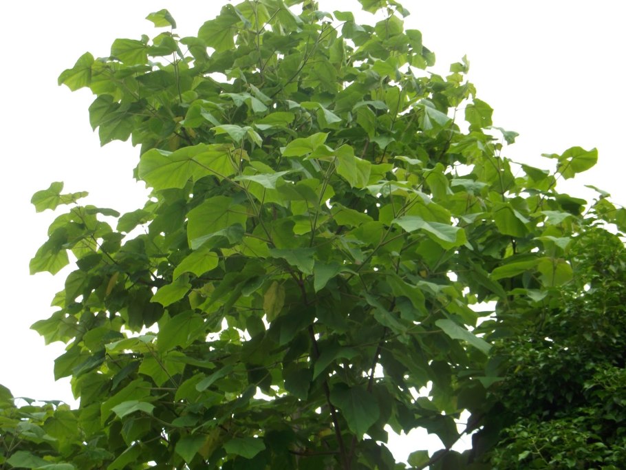 Павлония адамово дерево