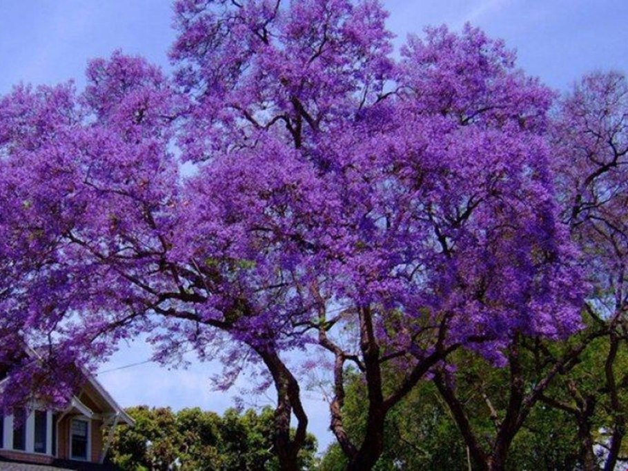 Жакаранда (фиалковое дерево) Кавказ
