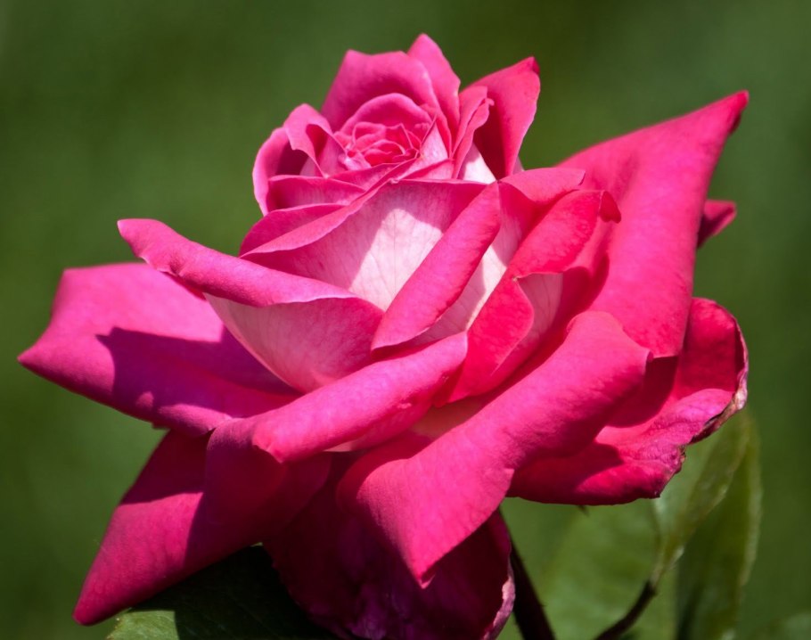 Роза Новалис, Кордес