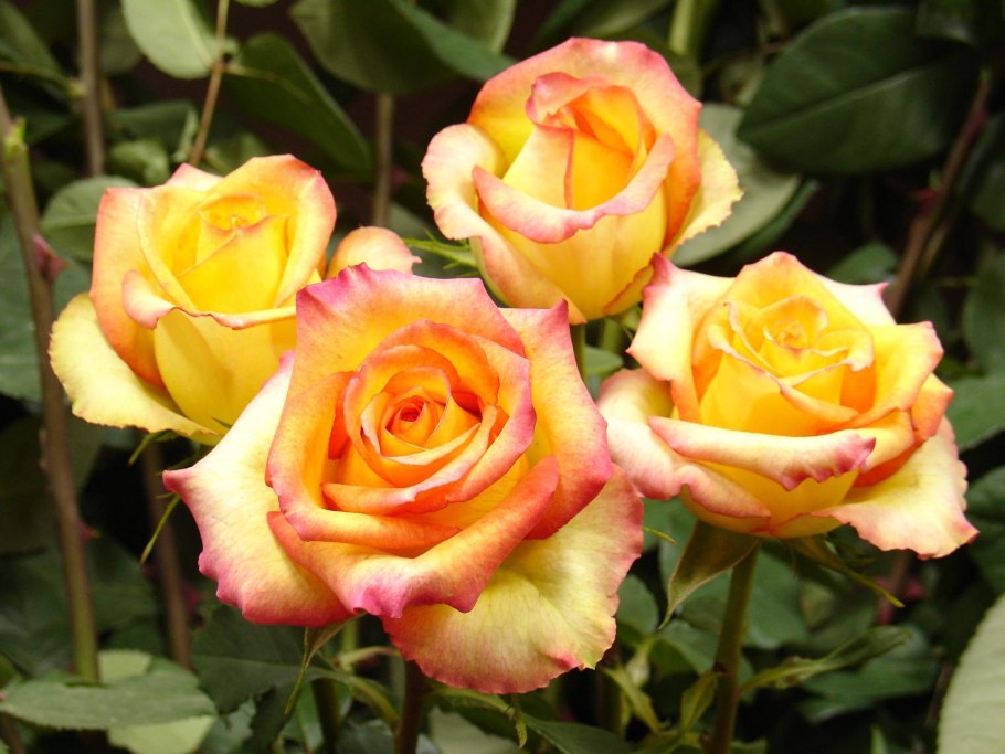 Роза чайно-гибридная peer Gynt