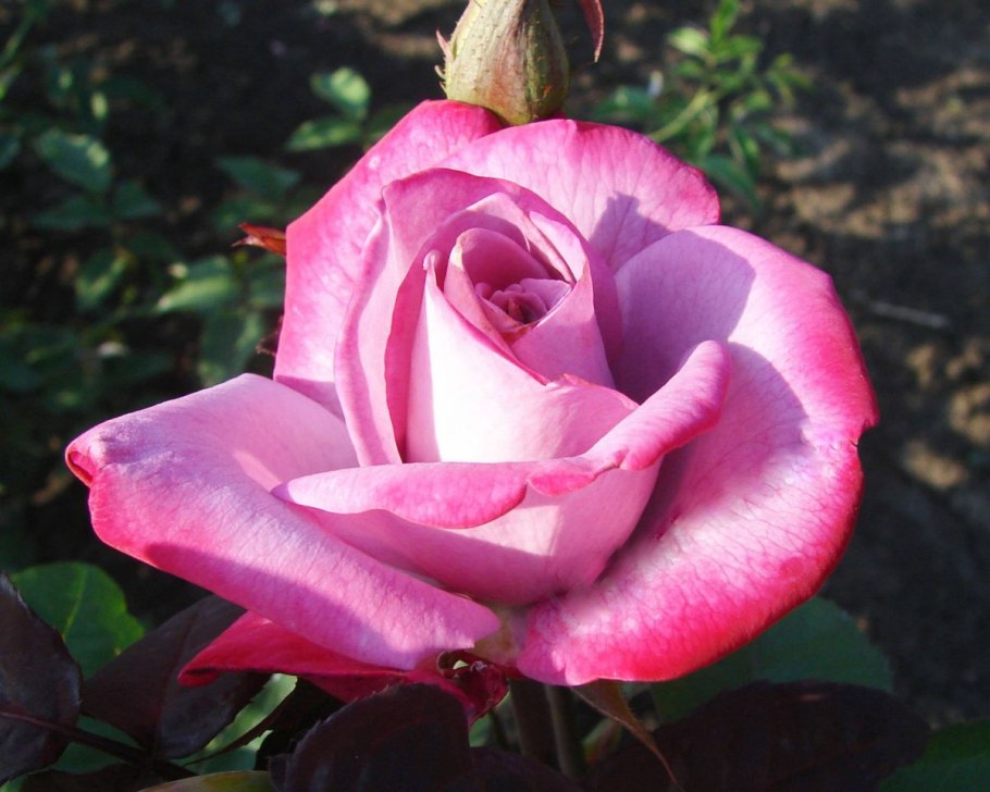 Роза английская роза Charlotte