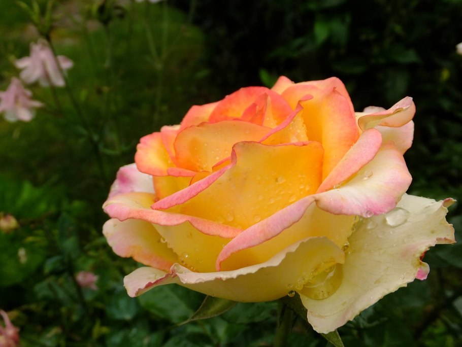 Роза чайно гибридная амбианс