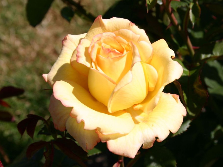 Роза чайно-гибридная peer Gynt