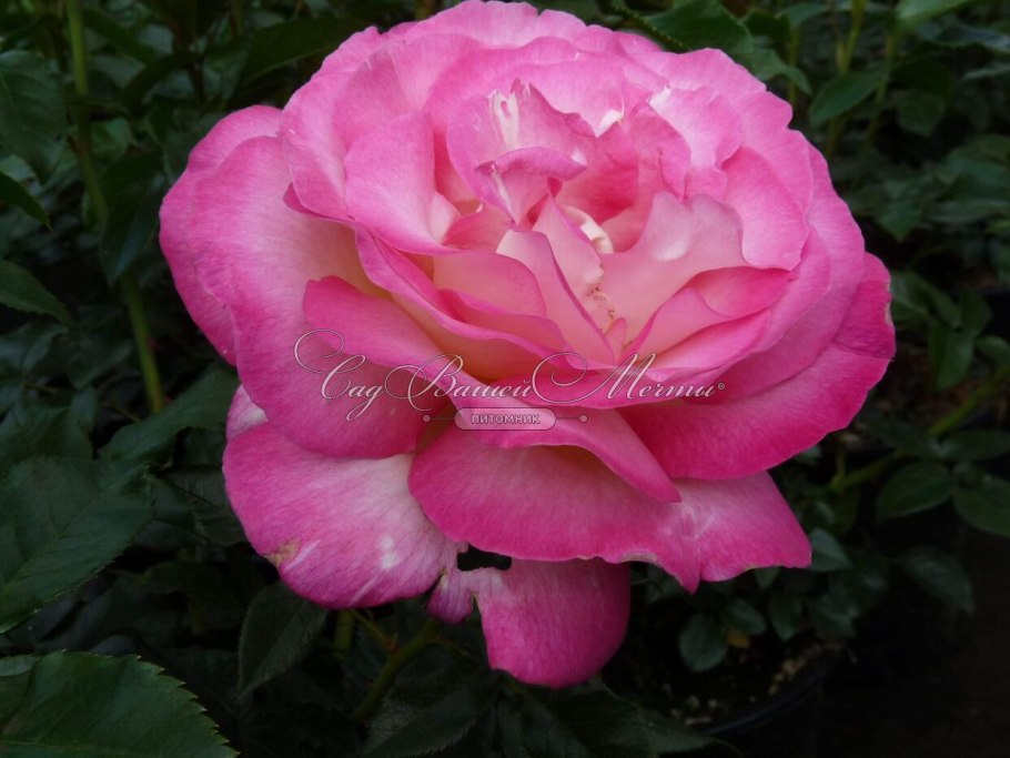 Роза Херитейдж