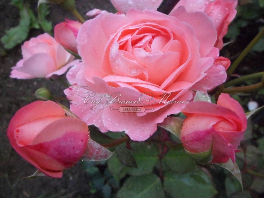 Роза соло мио ренессанс