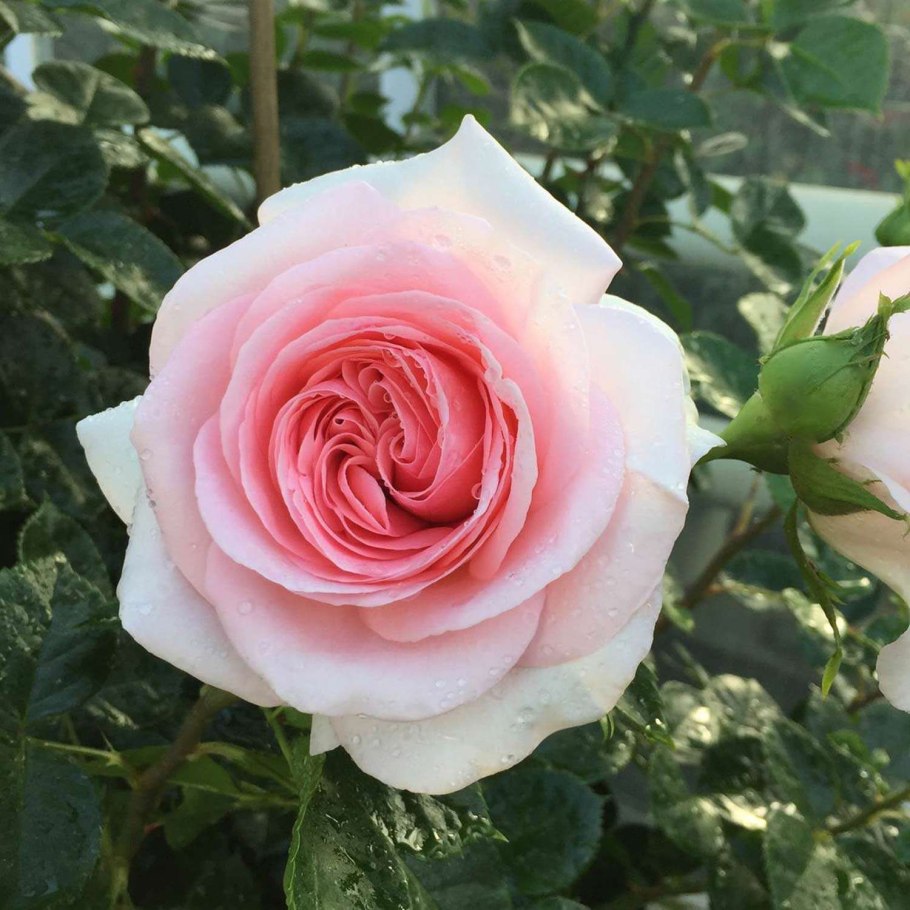 Роза андре ле нотр