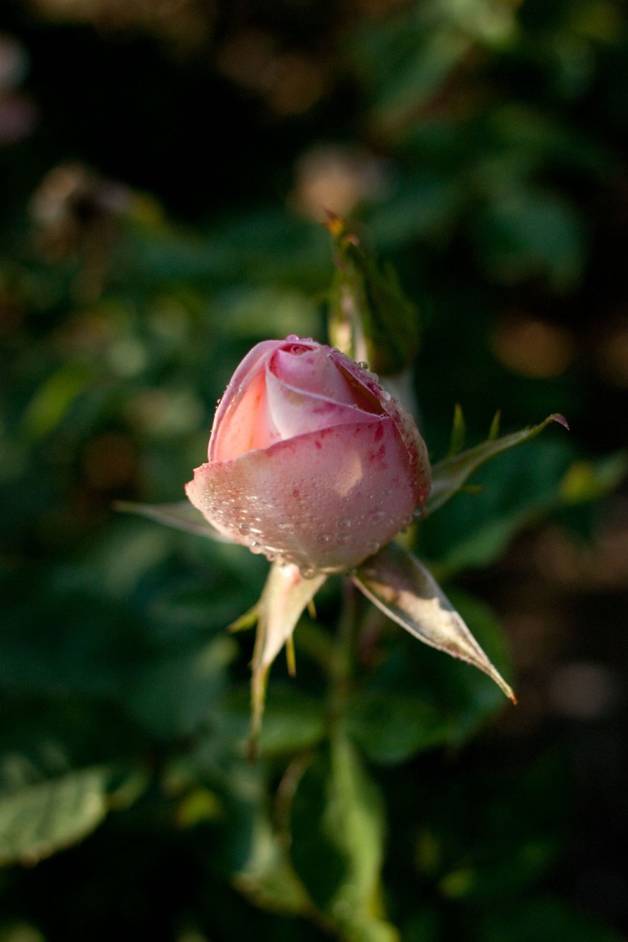 Роза гейша флорибунда